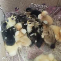 بچه اردک محلی واسرایلی