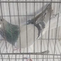 نر خرقه وماده طوقی