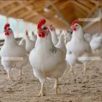 استخدام کارگر ساده مرغداری