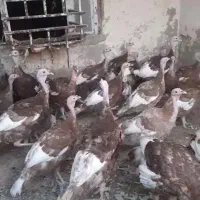 بوقلمون نر  بوربون قرمز|حیوانات مزرعه|امیدیه, |دیوار