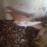 فروش کبوتر