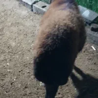 ماده گوسفند  هترو با برگه ازمایش