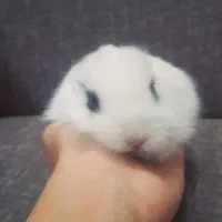 ۱ عدد بچه خرگوش