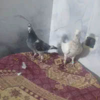 کبوتر کفتر|پرنده|تربت جام, کشتارگاه|دیوار