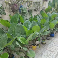 فروش گل بابا آدم به صورت تک و عمده به قیمت عمده|گل و گیاه طبیعی|بابل, |دیوار