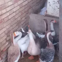 قوغاز