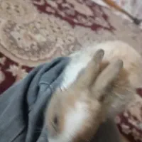 خرگوش بامزه