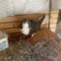 کبوتر ماده زره ای