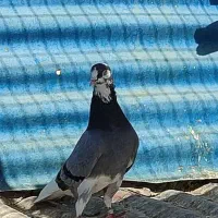 کبوتر پرشی .انگلیسی