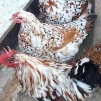 تخم مرغ نطفه دار|حیوانات مزرعه|نورآباد, |دیوار