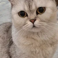 گربه بریتیش