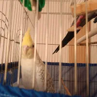 یک جفت عروس هلندی مولد کارداده|پرنده|اقبالیه, |دیوار