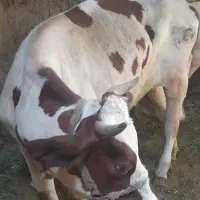 گاو گوشتی نر و ماده