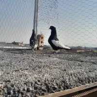 سینه سیاه،سوسنی ترکیه ای
