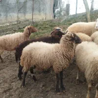 گوسفند زنده|حیوانات مزرعه|سیاهکل, |دیوار