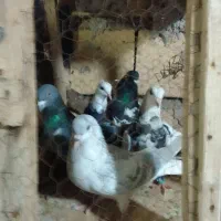 ۵تا کفتر پرشی به شرط ما ل ن دوتومان