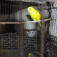 مرغ عشق و قناری