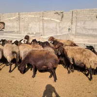 ۲۶ راس میش افشاری جوان آبستن سنگین بره دار|حیوانات مزرعه|شهریار, شهریار|دیوار
