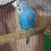 مرغ عشق نر دوتا