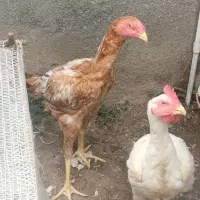 خروس لاری اصل