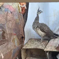 طاووس