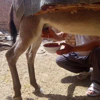 شیرالاغ تازه|خوردنی و آشامیدنی|خرمدره, |دیوار