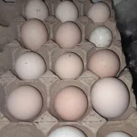 تخم مرغ نطفه دابامولدهای کاکلی وگلین