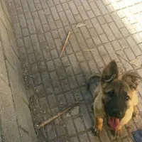 توله ژرمن واگذاری نر