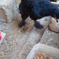 خروس نیمچه  پاپر