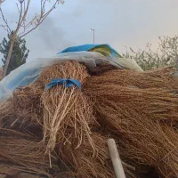 جاروی محلی قیمت توافقی