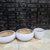 گل آپارتمانی بنسای و کاکتوس گلدان سرامیکی|گل و گیاه طبیعی|شیراز, تندگویان|دیوار