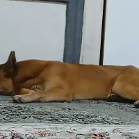 سگ میکس باکسر و چاوچاو|سگ|تهران, یافت آباد جنوبی|دیوار