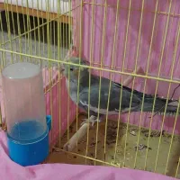 عروس هلندی گم شده