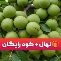 هدیه ویژه، هر نهال + ۱۰٪ نهال اضافه و کود رایگان