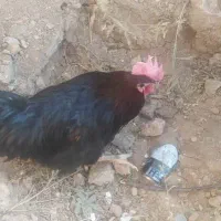 فروش خروس محلی|حیوانات مزرعه|ایثار, |دیوار