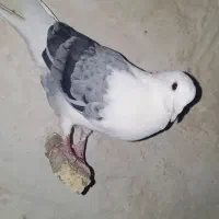 کفتر