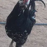 خروس گلین اصل