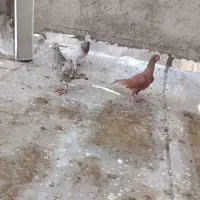 10 تا نر دورگ هوایی