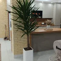 گل یوکا همراه گلدان