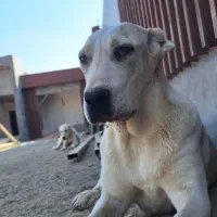 توله آلابای|سگ|اصفهان, ارغوانیه|دیوار