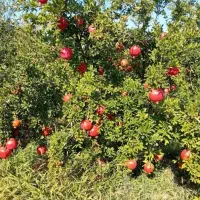 باغ ۱۰۰۰ متری چهار فصل(روستای اندیس)|فروش دفتر صنعتی، کشاورزی، تجاری|قم, نیروگاه|دیوار
