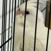 عروس هلندی آلبینو اهلی