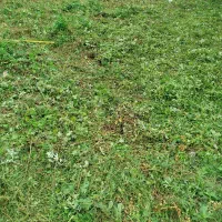 چمن زنی وعلف زنی|خدمات باغبانی و درختکاری|خمام, |دیوار