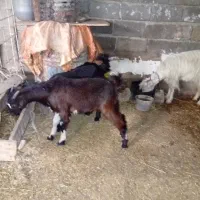 تیشتر جوان|حیوانات مزرعه|امیدیه, |دیوار