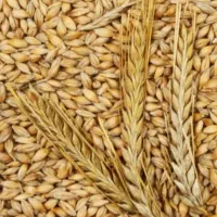 جو  ، جو|لوازم جانبی حیوانات|دوگنبدان, |دیوار