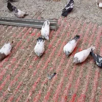 ۲۵تا کفتر پرشی