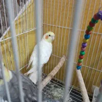 پرنده|پرنده|مشهد, طلاب|دیوار