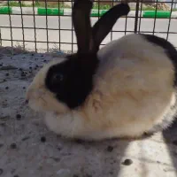 خرگوش  نروماده