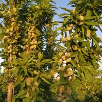 ۲۲۰متر تجاری گمنام  فروشی یا معاوضه