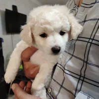 پودل|سگ|کرج, حیدرآباد|دیوار